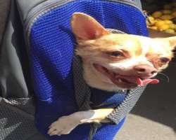 The actor has adopted a dog whom he often refers to as Yogi The actor has adopted a dog whom he often refers to as Yogi.